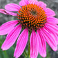 Coneflower Seeds – 25 Mixed Color Seeds | Hardy Perennial | Heat, Drought & Deer Resistant