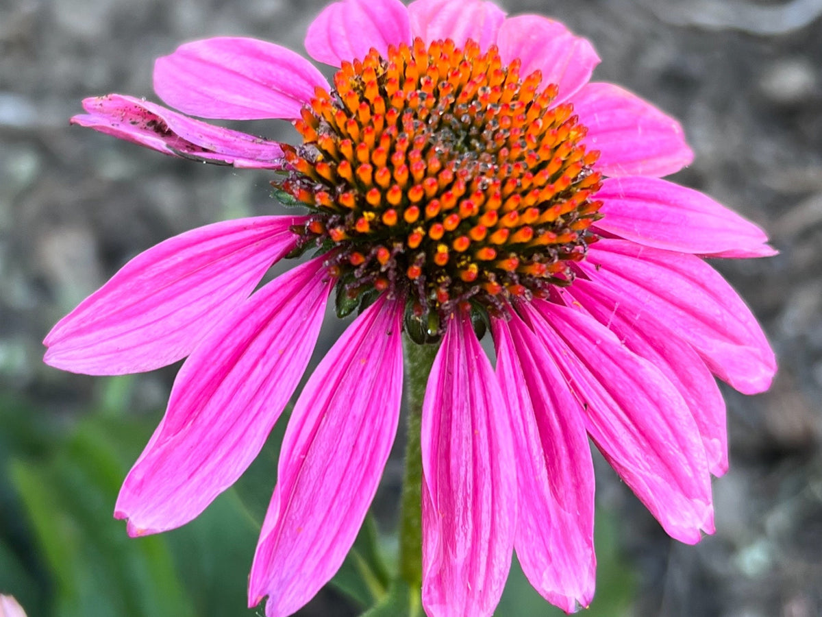 Coneflower Seeds – 25 Mixed Color Seeds | Hardy Perennial | Heat, Drought & Deer Resistant