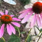 Coneflower Seeds – 25 Mixed Color Seeds | Hardy Perennial | Heat, Drought & Deer Resistant