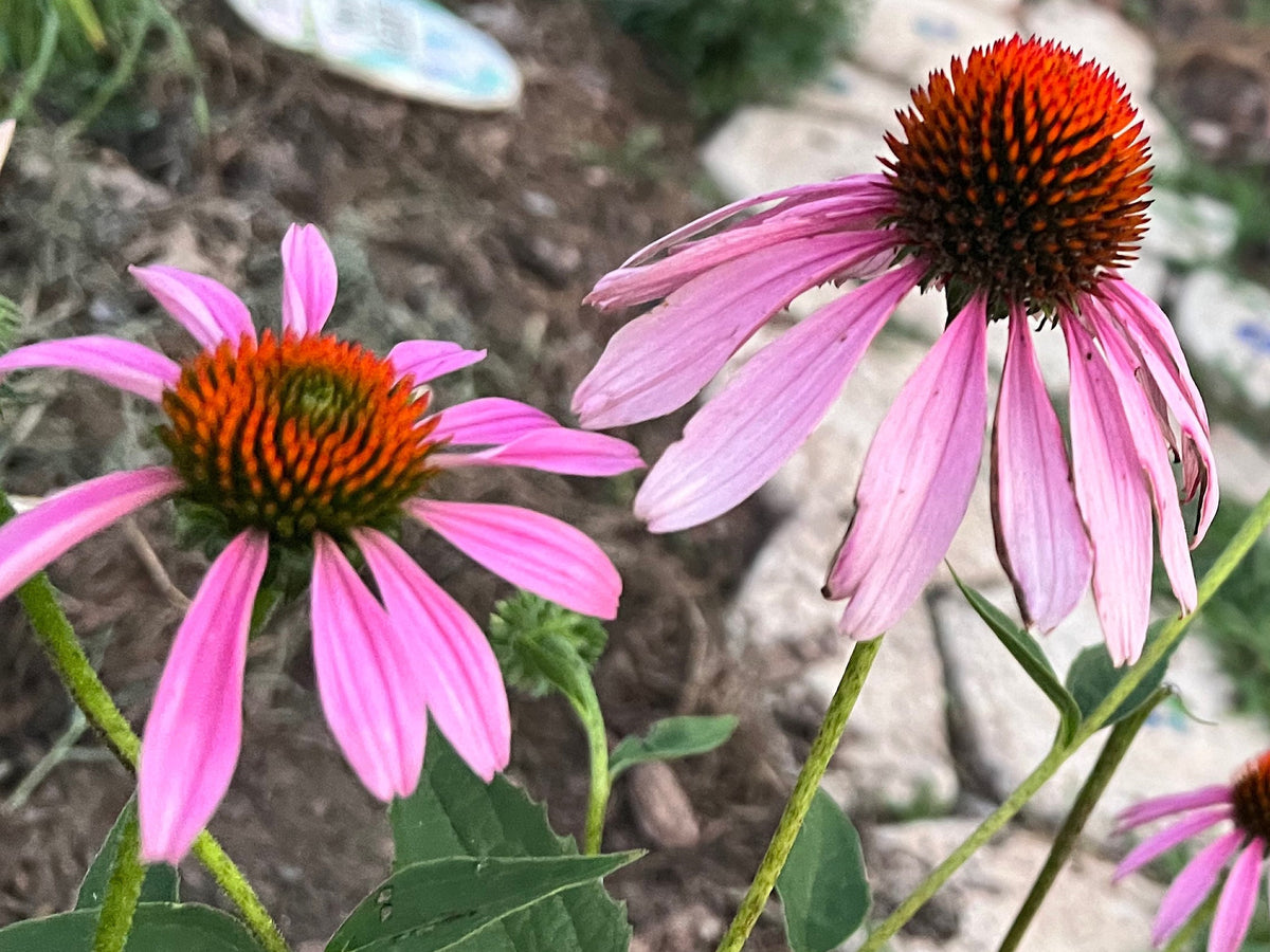 Coneflower Seeds – 25 Mixed Color Seeds | Hardy Perennial | Heat, Drought & Deer Resistant