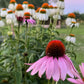 Coneflower Seeds – 25 Mixed Color Seeds | Hardy Perennial | Heat, Drought & Deer Resistant