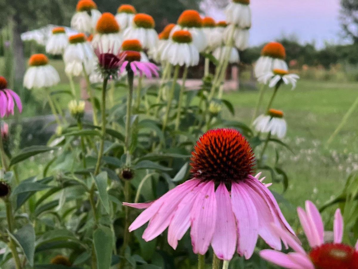 Coneflower Seeds – 25 Mixed Color Seeds | Hardy Perennial | Heat, Drought & Deer Resistant