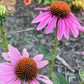 Coneflower Seeds – 25 Mixed Color Seeds | Hardy Perennial | Heat, Drought & Deer Resistant