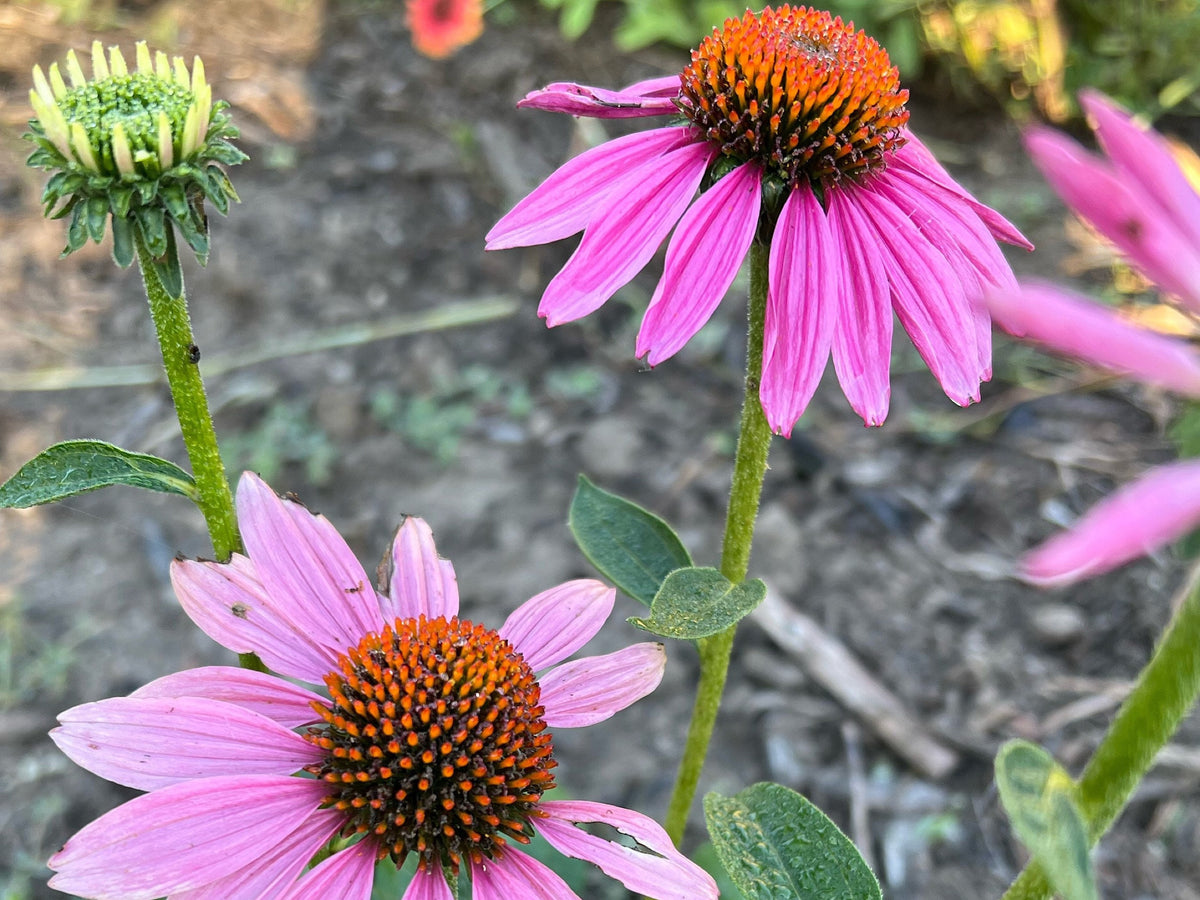Coneflower Seeds – 25 Mixed Color Seeds | Hardy Perennial | Heat, Drought & Deer Resistant