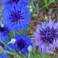Mixed Cornflower Seeds – 50 Seeds | Bachelor’s Button | Easy-Care Garden Flower
