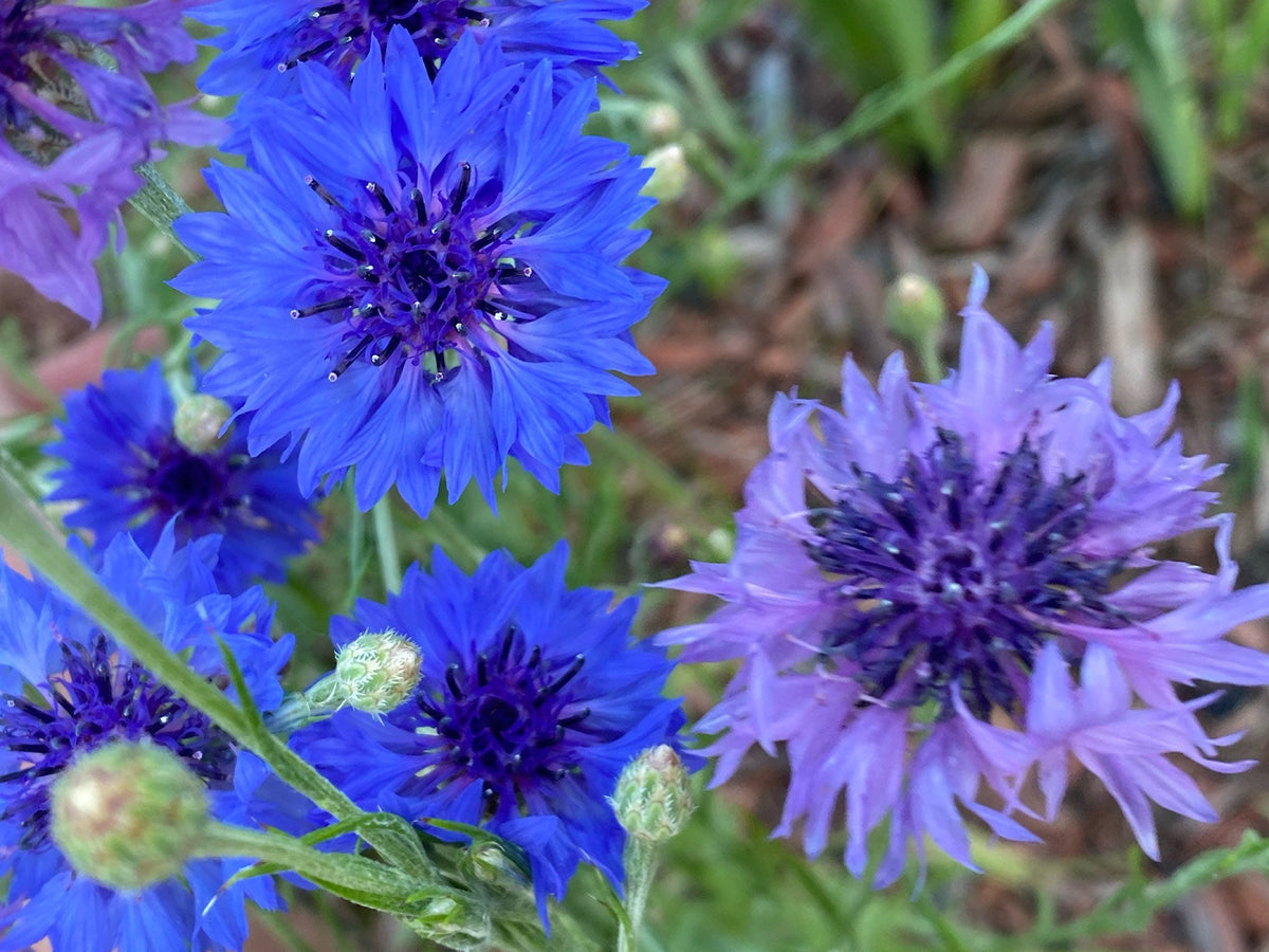 Mixed Cornflower Seeds – 50 Seeds | Bachelor’s Button | Easy-Care Garden Flower