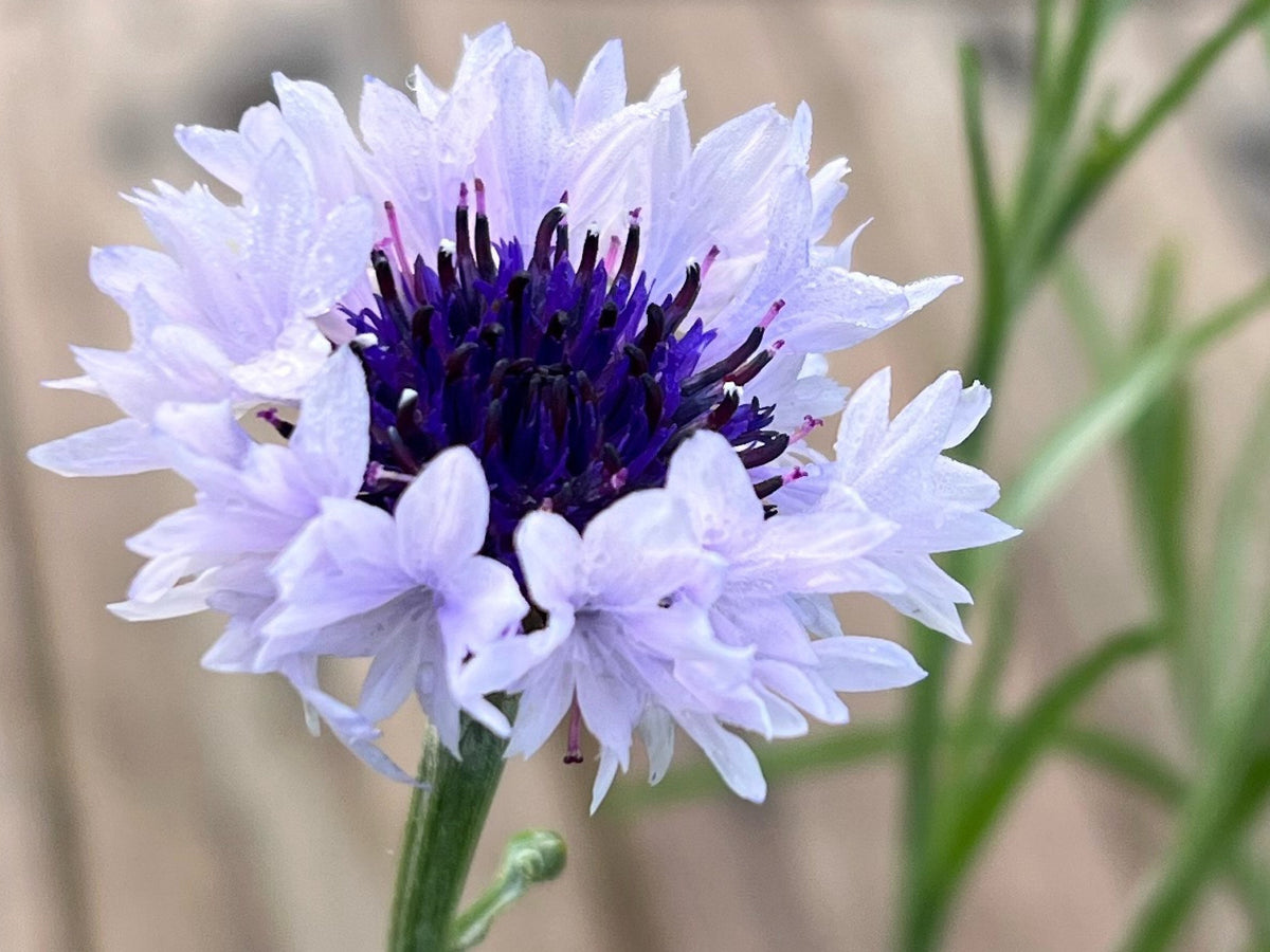 Mixed Cornflower Seeds – 50 Seeds | Bachelor’s Button | Easy-Care Garden Flower