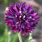 Mixed Cornflower Seeds – 50 Seeds | Bachelor’s Button | Easy-Care Garden Flower