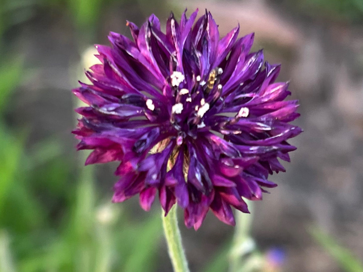 Mixed Cornflower Seeds – 50 Seeds | Bachelor’s Button | Easy-Care Garden Flower