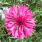 Mixed Cornflower Seeds – 50 Seeds | Bachelor’s Button | Easy-Care Garden Flower