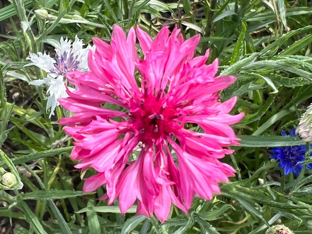 Mixed Cornflower Seeds – 50 Seeds | Bachelor’s Button | Easy-Care Garden Flower
