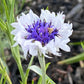 Mixed Cornflower Seeds – 50 Seeds | Bachelor’s Button | Easy-Care Garden Flower