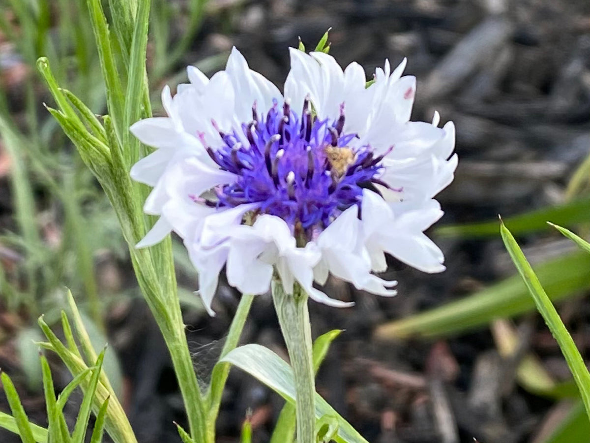 Mixed Cornflower Seeds – 50 Seeds | Bachelor’s Button | Easy-Care Garden Flower