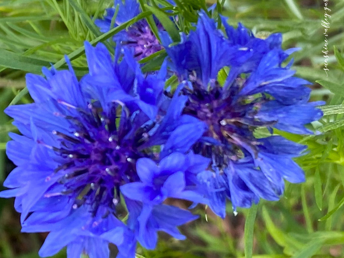Mixed Cornflower Seeds – 50 Seeds | Bachelor’s Button | Easy-Care Garden Flower