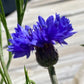 Mixed Cornflower Seeds – 50 Seeds | Bachelor’s Button | Easy-Care Garden Flower