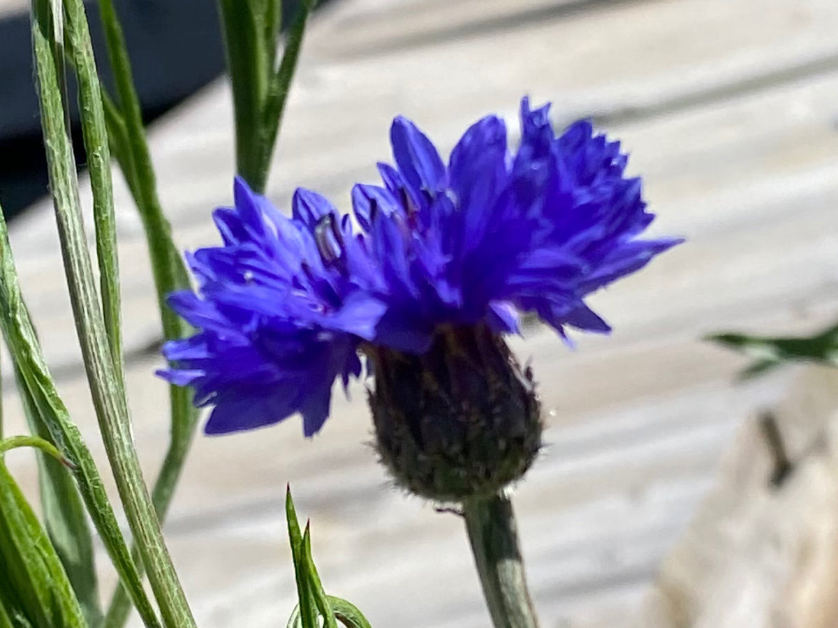 Mixed Cornflower Seeds – 50 Seeds | Bachelor’s Button | Easy-Care Garden Flower