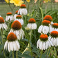 Coneflower Seeds – 25 Mixed Color Seeds | Hardy Perennial | Heat, Drought & Deer Resistant