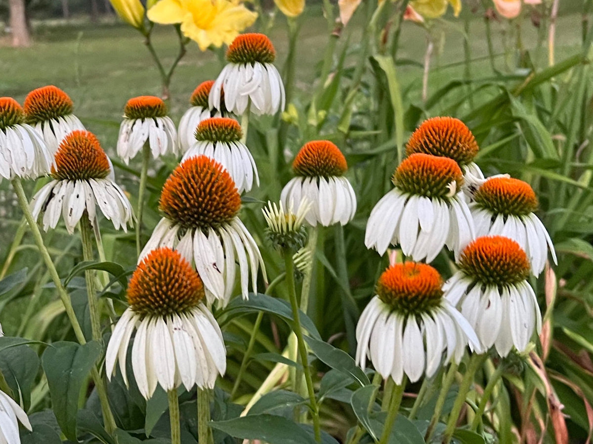 Coneflower Seeds – 25 Mixed Color Seeds | Hardy Perennial | Heat, Drought & Deer Resistant