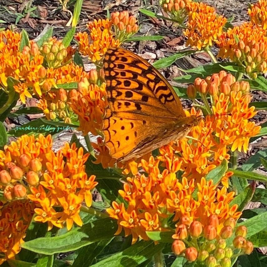Butterfly Weed, Asclepias tuberosa, Milkweed Orange Seed