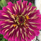 Open-Pollinated Zinnia Seeds | Mixed Colors, Shapes & Blooms