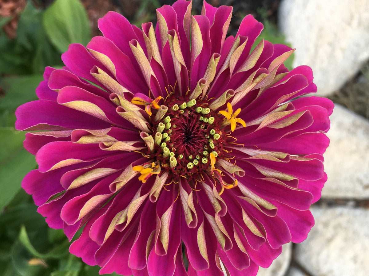 Open-Pollinated Zinnia Seeds | Mixed Colors, Shapes & Blooms