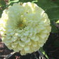 Open-Pollinated Zinnia Seeds | Mixed Colors, Shapes & Blooms