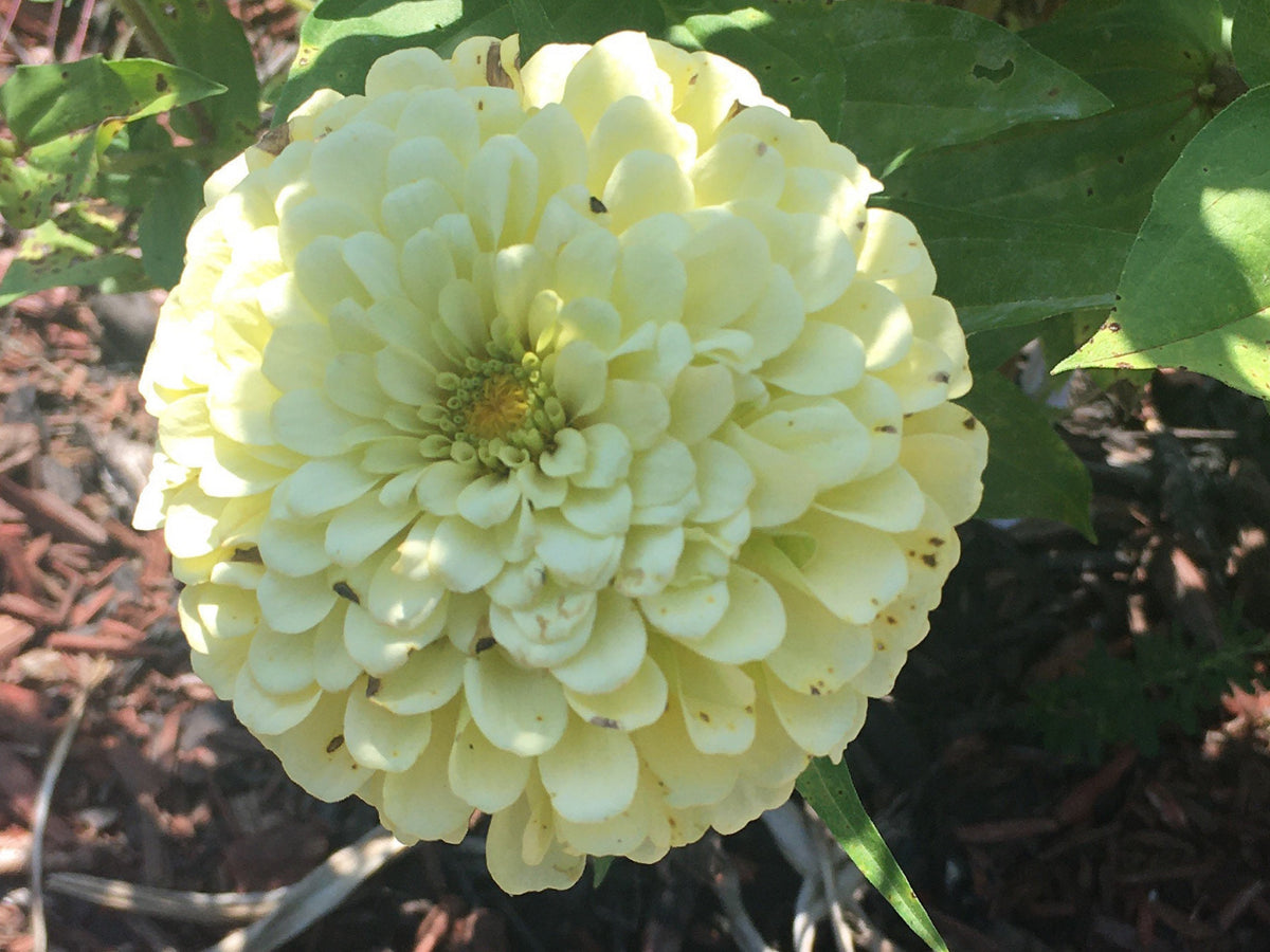 Open-Pollinated Zinnia Seeds | Mixed Colors, Shapes & Blooms