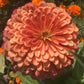 Open-Pollinated Zinnia Seeds | Mixed Colors, Shapes & Blooms