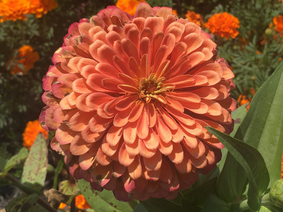 Open-Pollinated Zinnia Seeds | Mixed Colors, Shapes & Blooms
