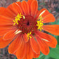 Open-Pollinated Zinnia Seeds | Mixed Colors, Shapes & Blooms