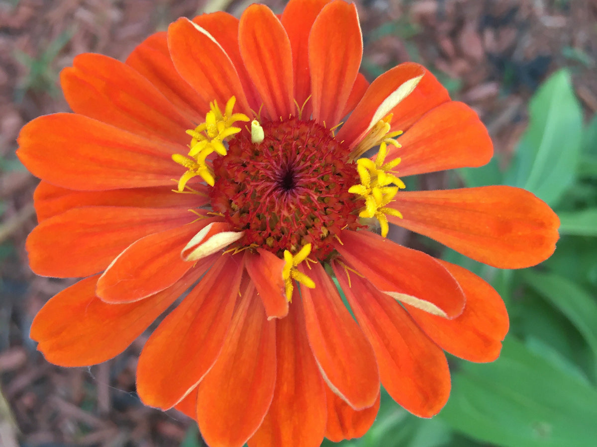 Open-Pollinated Zinnia Seeds | Mixed Colors, Shapes & Blooms