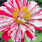 Open-Pollinated Zinnia Seeds | Mixed Colors, Shapes & Blooms