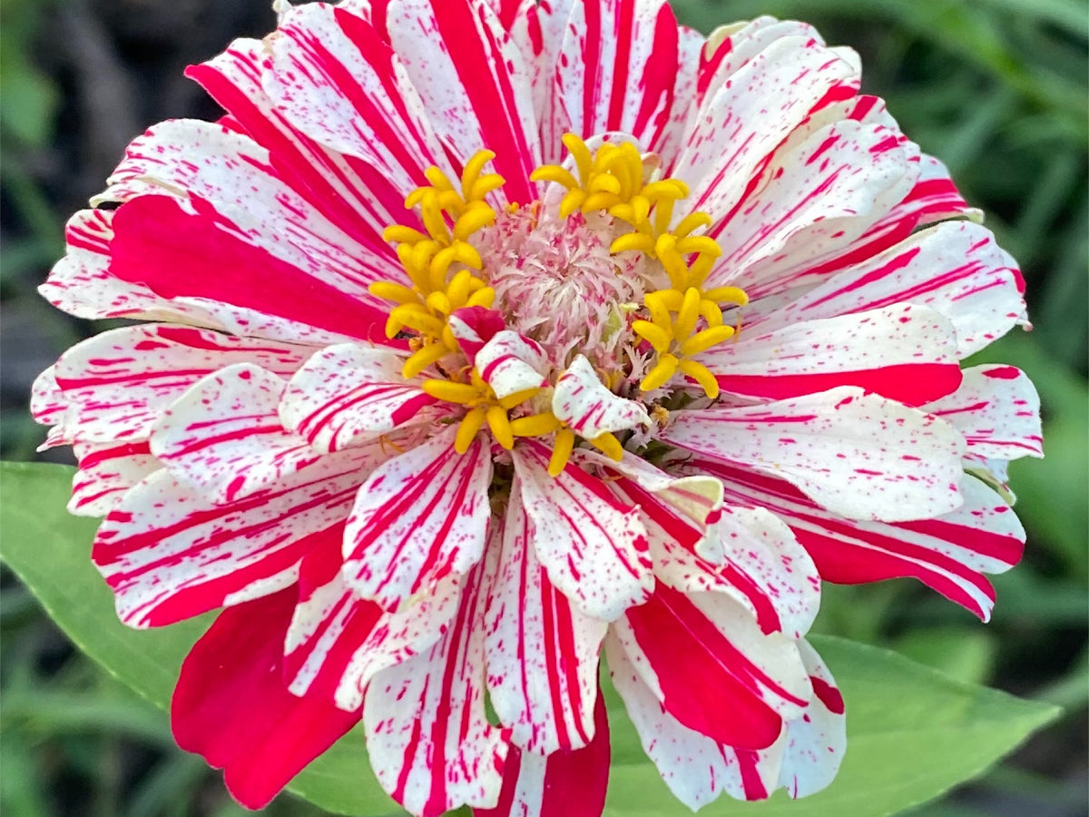 Open-Pollinated Zinnia Seeds | Mixed Colors, Shapes & Blooms