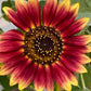 Sunflower Mixed Seeds – 50 Count | Teddy Bear, Mammoth, Velvet Queen & More