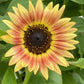 Sunflower Mixed Seeds – 50 Count | Teddy Bear, Mammoth, Velvet Queen & More