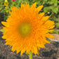 Teddy Bear Sunflower Seeds – 25 Seeds | Dwarf Fluffy Golden Blooms