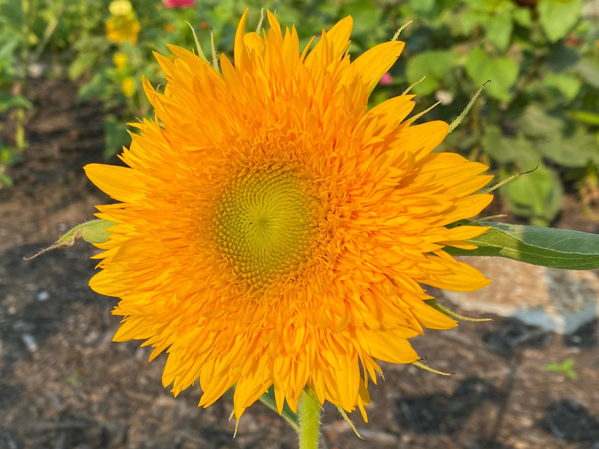 Teddy Bear Sunflower Seeds – 25 Seeds | Dwarf Fluffy Golden Blooms