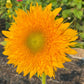 Sunflower Mixed Seeds – 50 Count | Teddy Bear, Mammoth, Velvet Queen & More