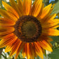 Sunflower Mixed Seeds – 50 Count | Teddy Bear, Mammoth, Velvet Queen & More