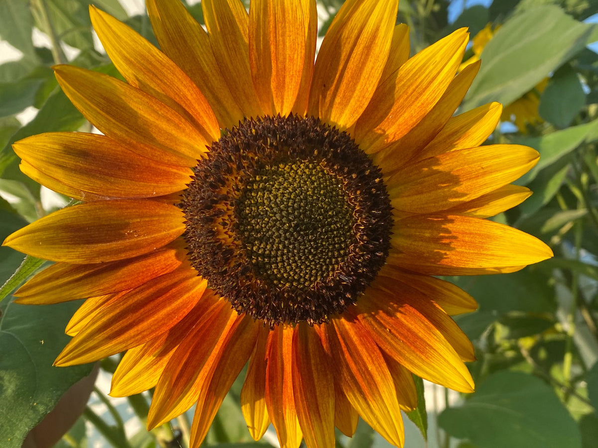 Sunflower Mixed Seeds – 50 Count | Teddy Bear, Mammoth, Velvet Queen & More