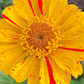 Open-Pollinated Zinnia Seeds | Mixed Colors, Shapes & Blooms