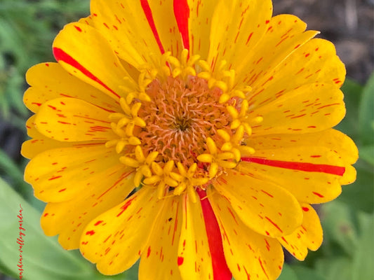 Open-Pollinated Zinnia Seeds | Mixed Colors, Shapes & Blooms