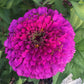 Open-Pollinated Zinnia Seeds | Mixed Colors, Shapes & Blooms