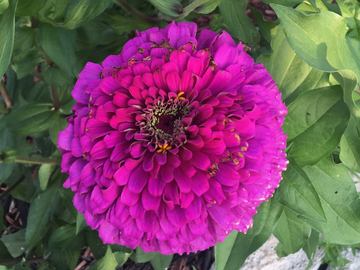 Open-Pollinated Zinnia Seeds | Mixed Colors, Shapes & Blooms