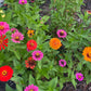 Open-Pollinated Zinnia Seeds | Mixed Colors, Shapes & Blooms