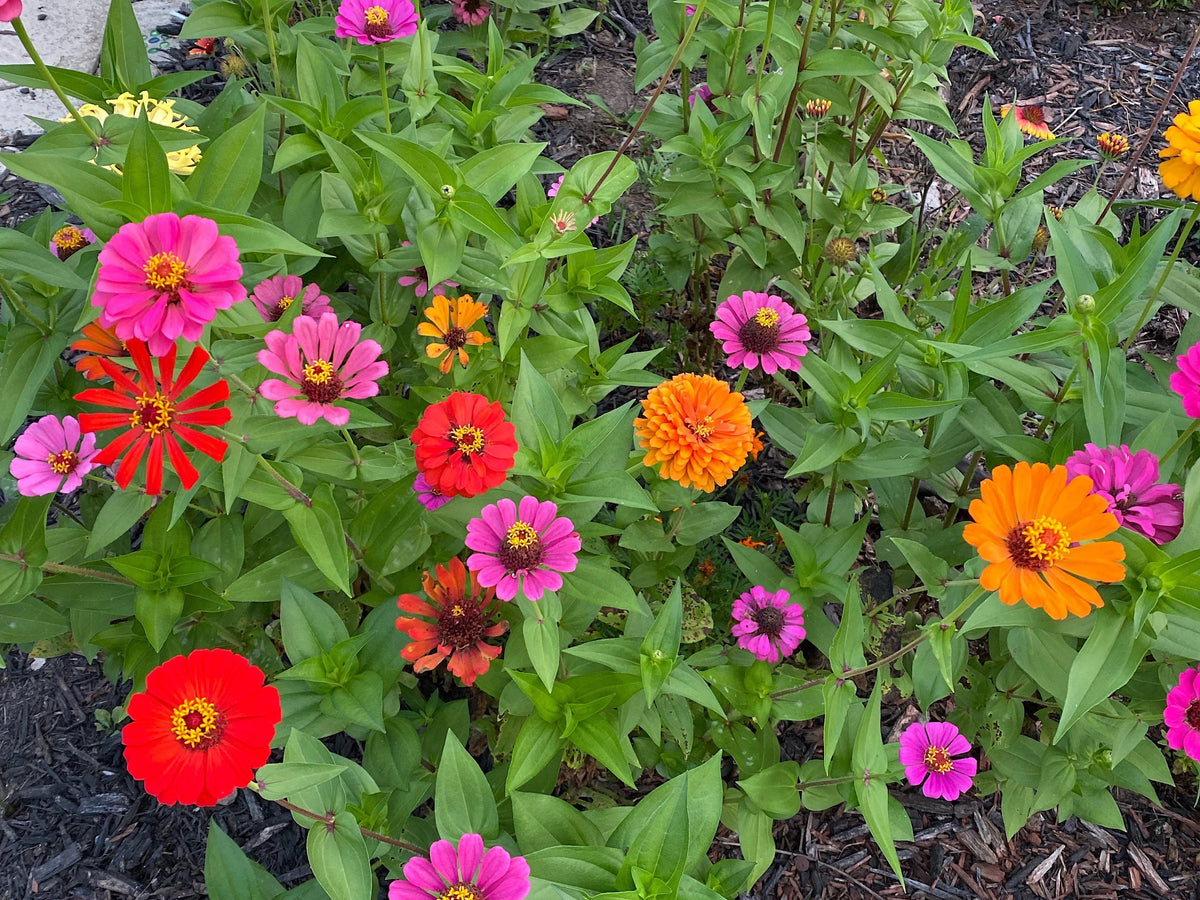 Open-Pollinated Zinnia Seeds | Mixed Colors, Shapes & Blooms