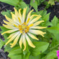 Open-Pollinated Zinnia Seeds | Mixed Colors, Shapes & Blooms