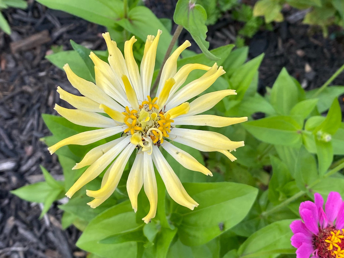Open-Pollinated Zinnia Seeds | Mixed Colors, Shapes & Blooms