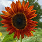 Sunflower Mixed Seeds – 50 Count | Teddy Bear, Mammoth, Velvet Queen & More