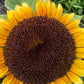 Sunflower Mixed Seeds – 50 Count | Teddy Bear, Mammoth, Velvet Queen & More
